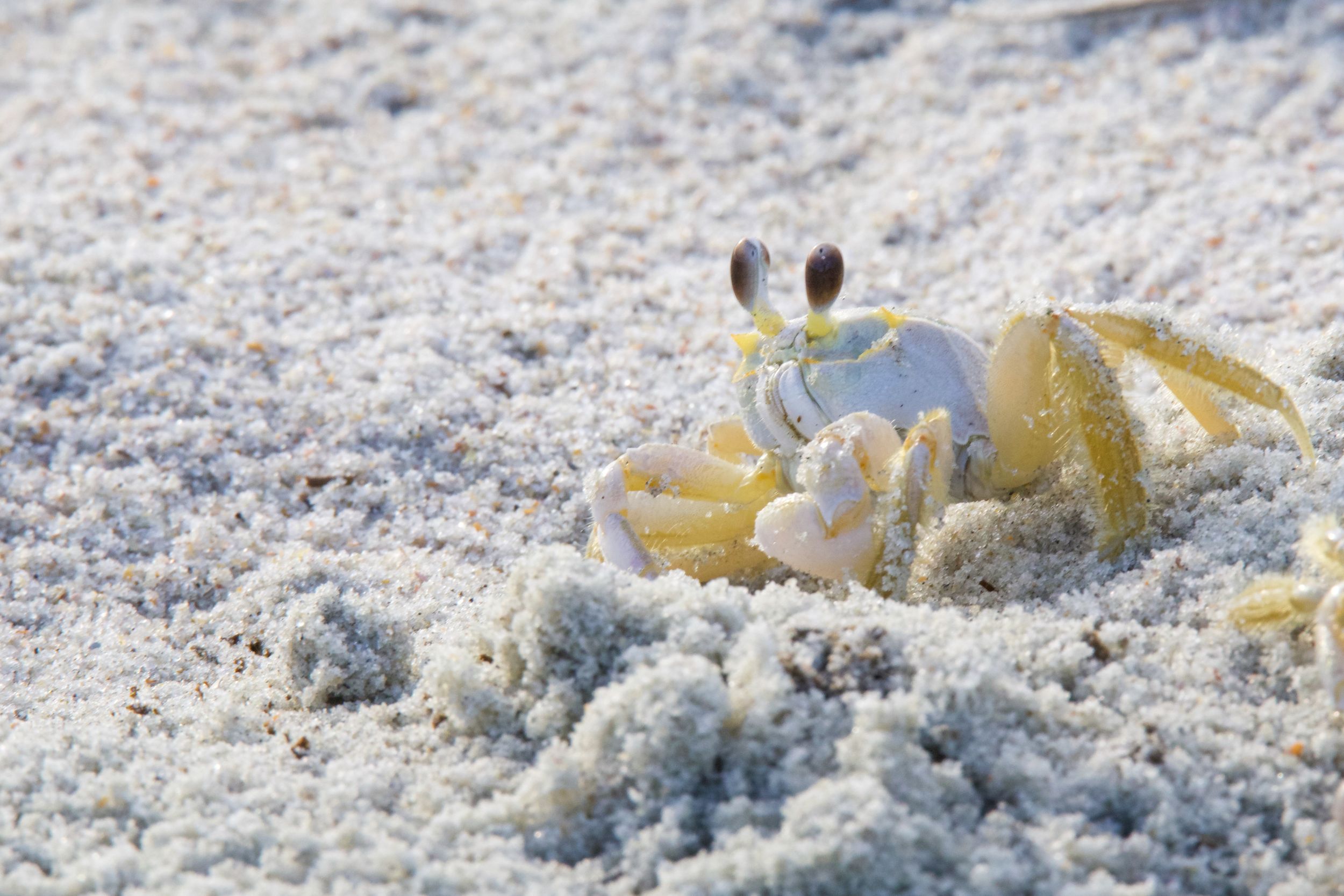 A small ghost crab emerges from its burrow in white sandy beach.