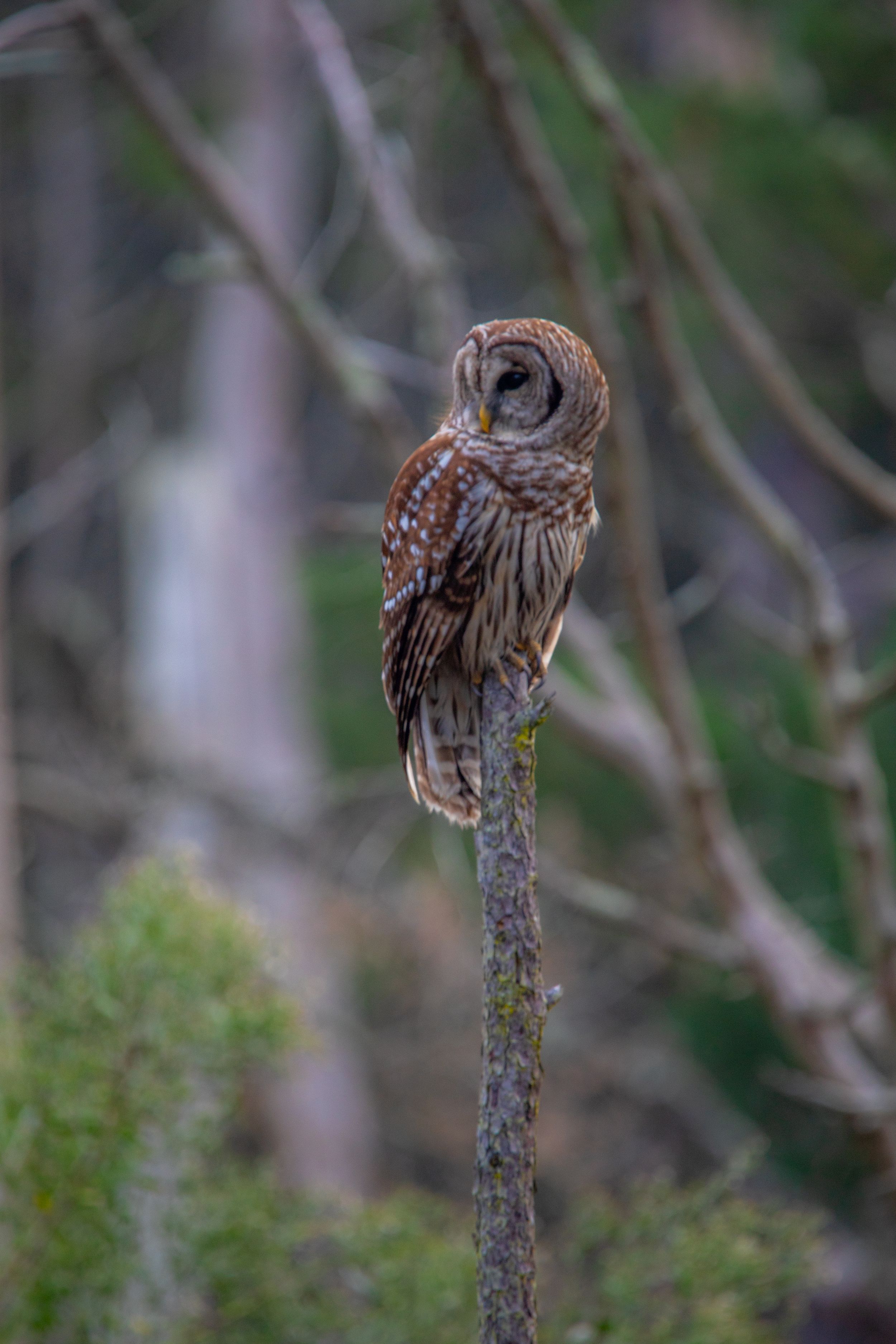 A barred owl perches attentively on a thin branch in a forest setting during dusk.