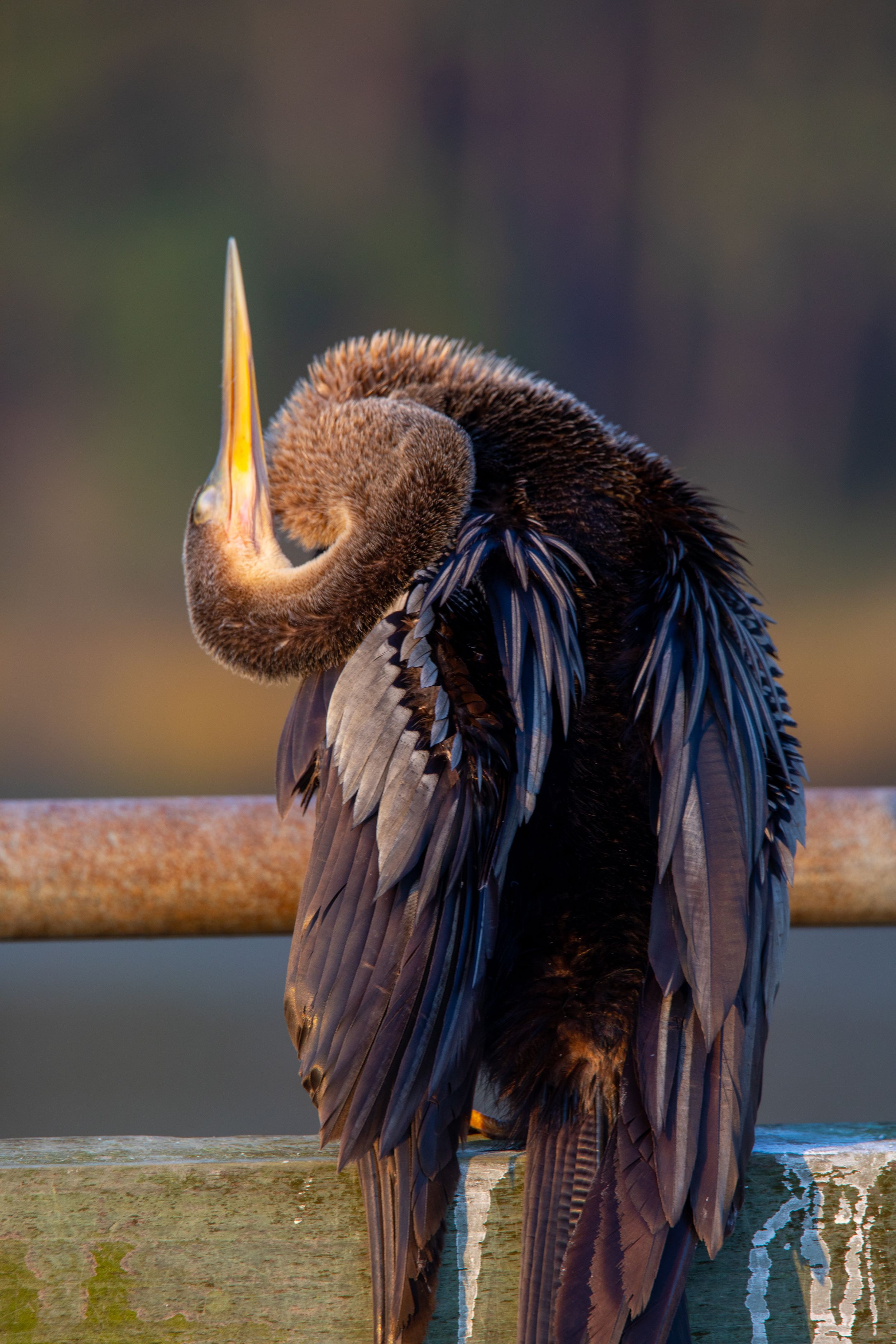Anhinga bird preening its dark feathers while perched on a railing at sunset.