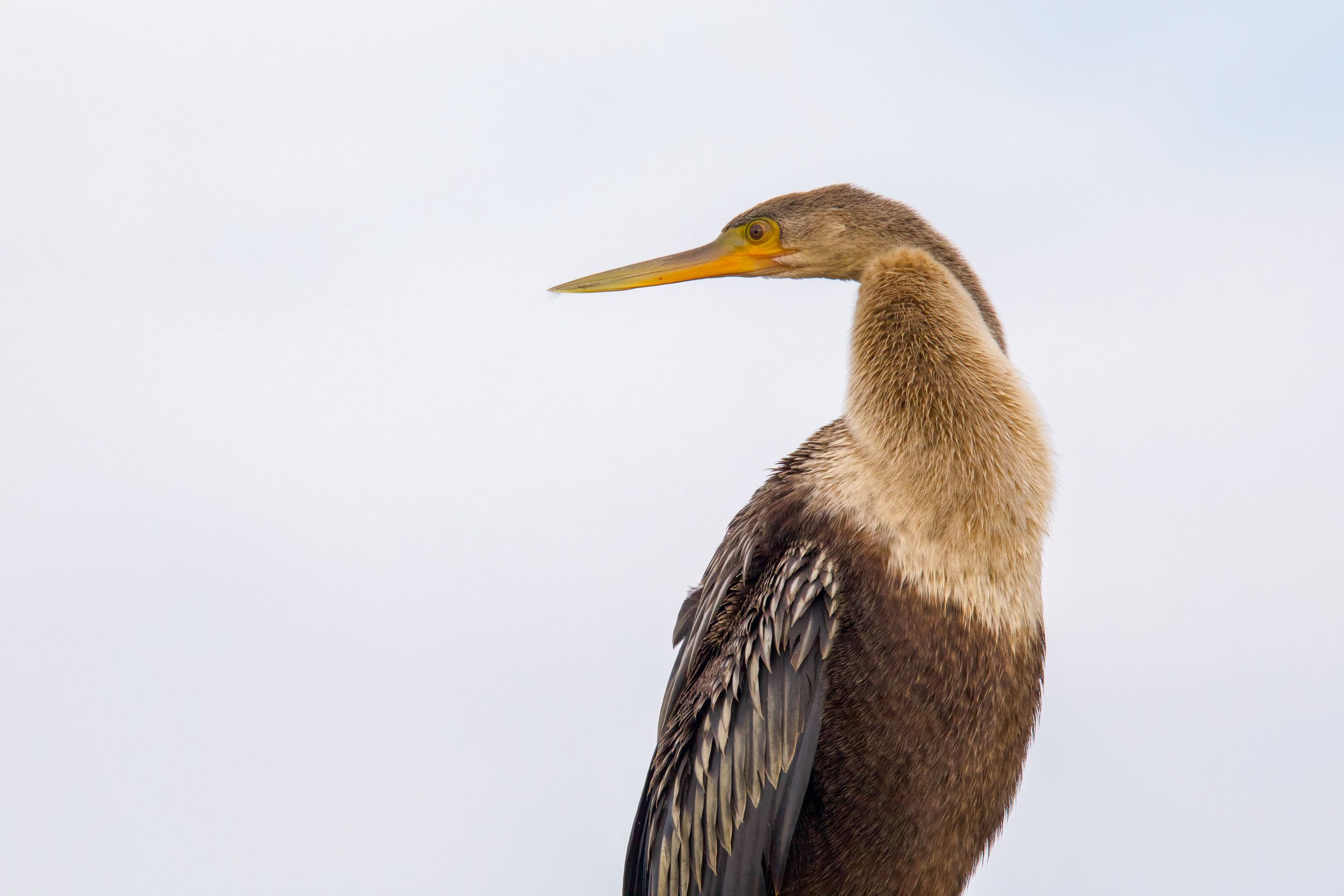 Close-up profile of an Anhinga bird with long beak against light sky.
