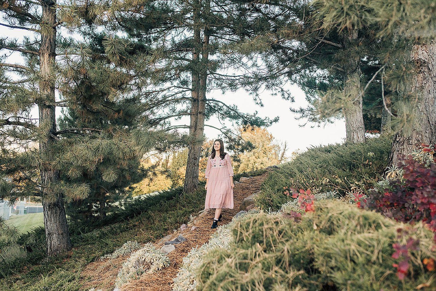 Pine trees and fall foliage create natural pathway on hillside.