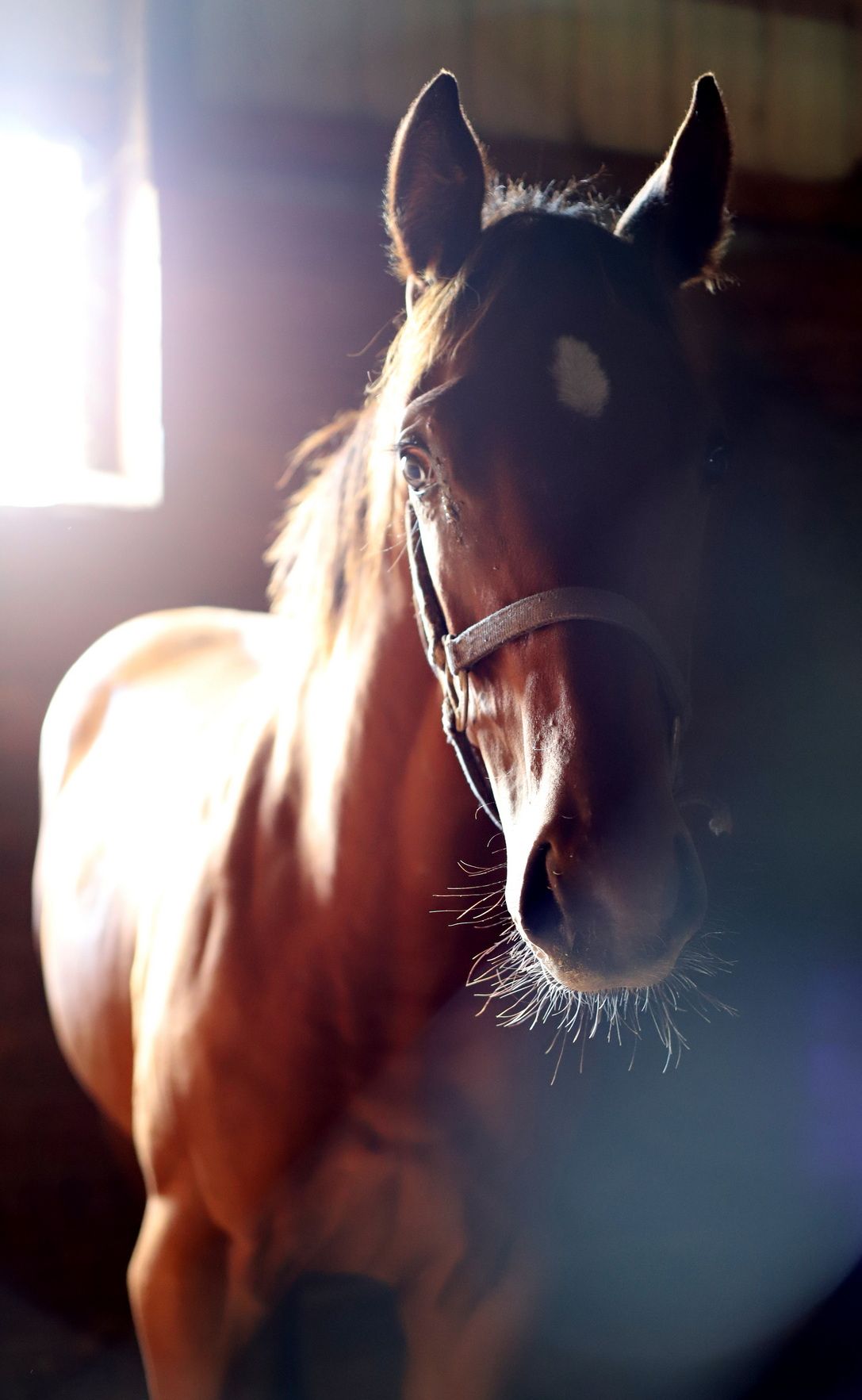 horse