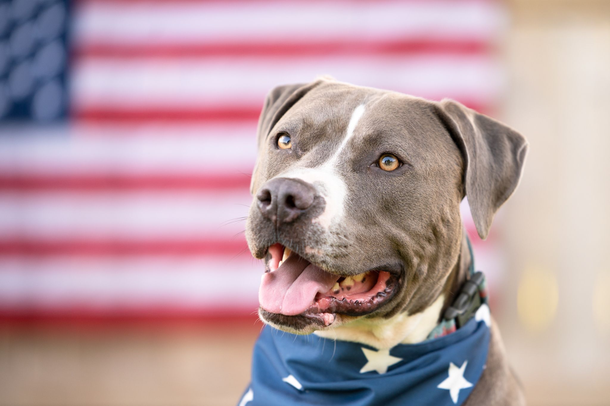 pitbull in front of American flag wearing bandana