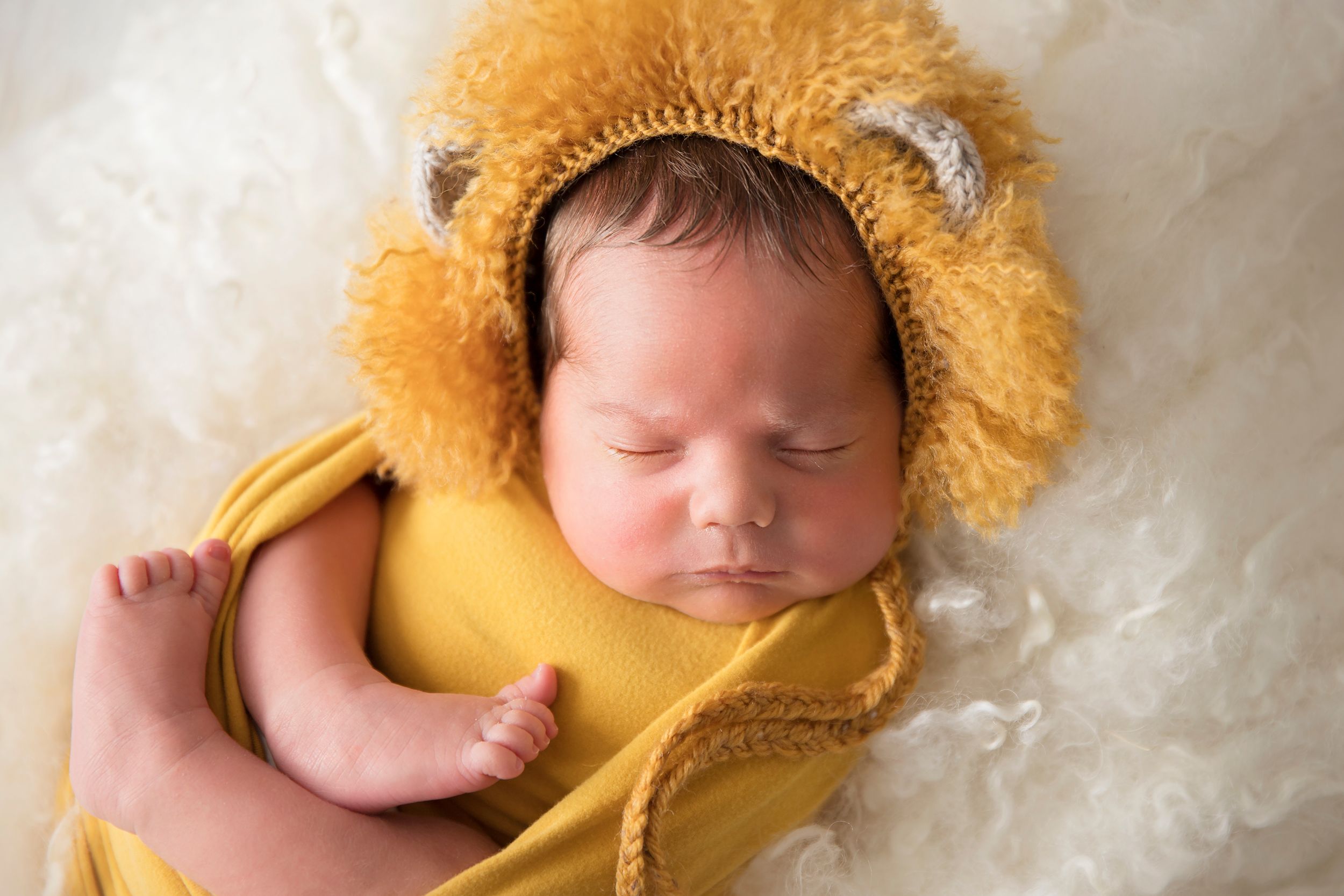 newborn baby lion
