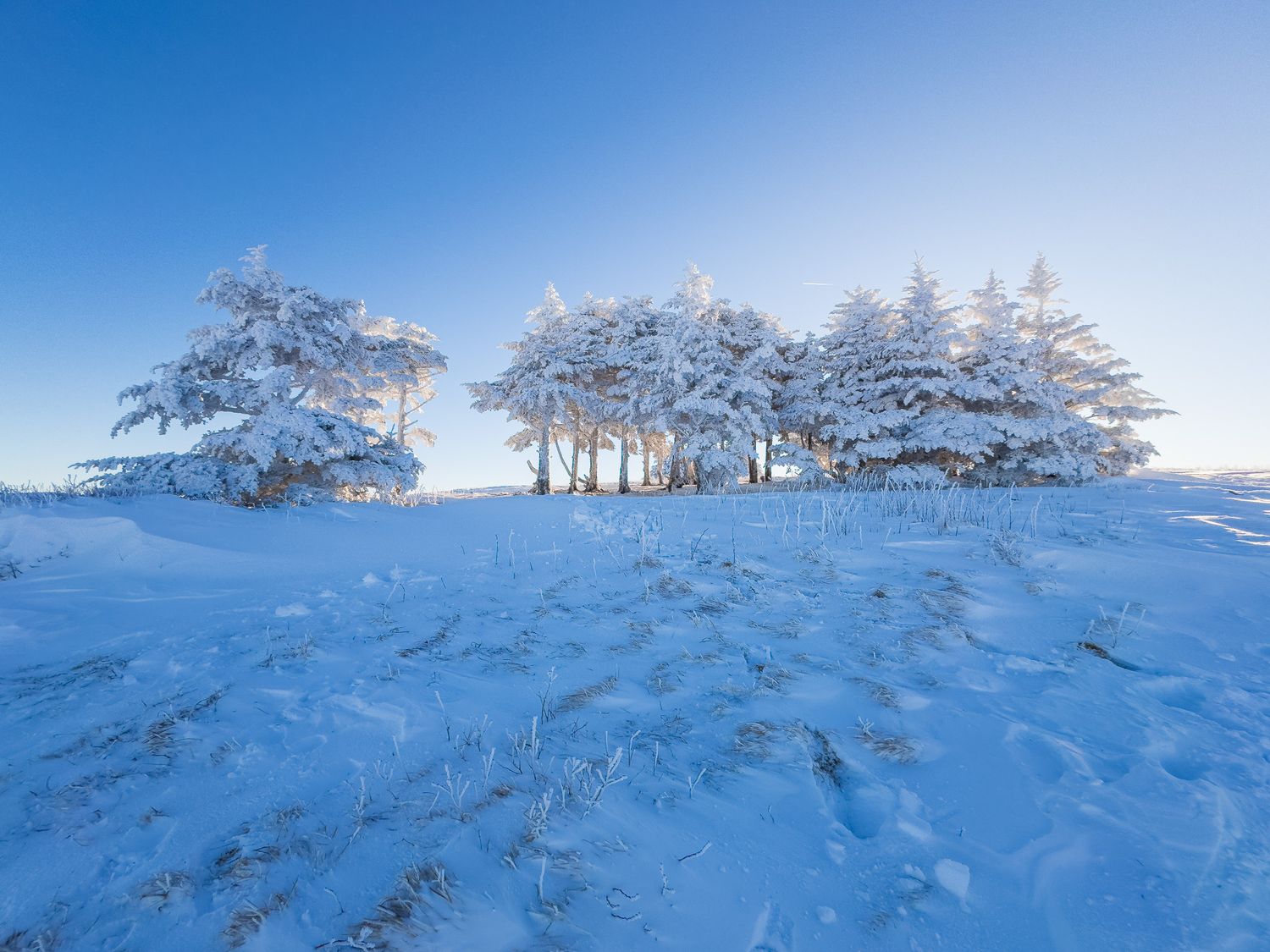 A dramatic winter scene of a mountain bald with a small group of snow covered evergreen trees against a blue sky.