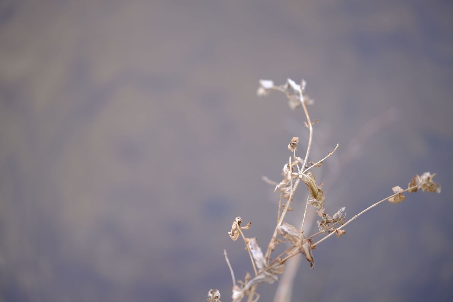Page d'accueil pour mes oeuvres d'art photographiques.  Oeuvre photo présentée d'herbes séchées d'automne.