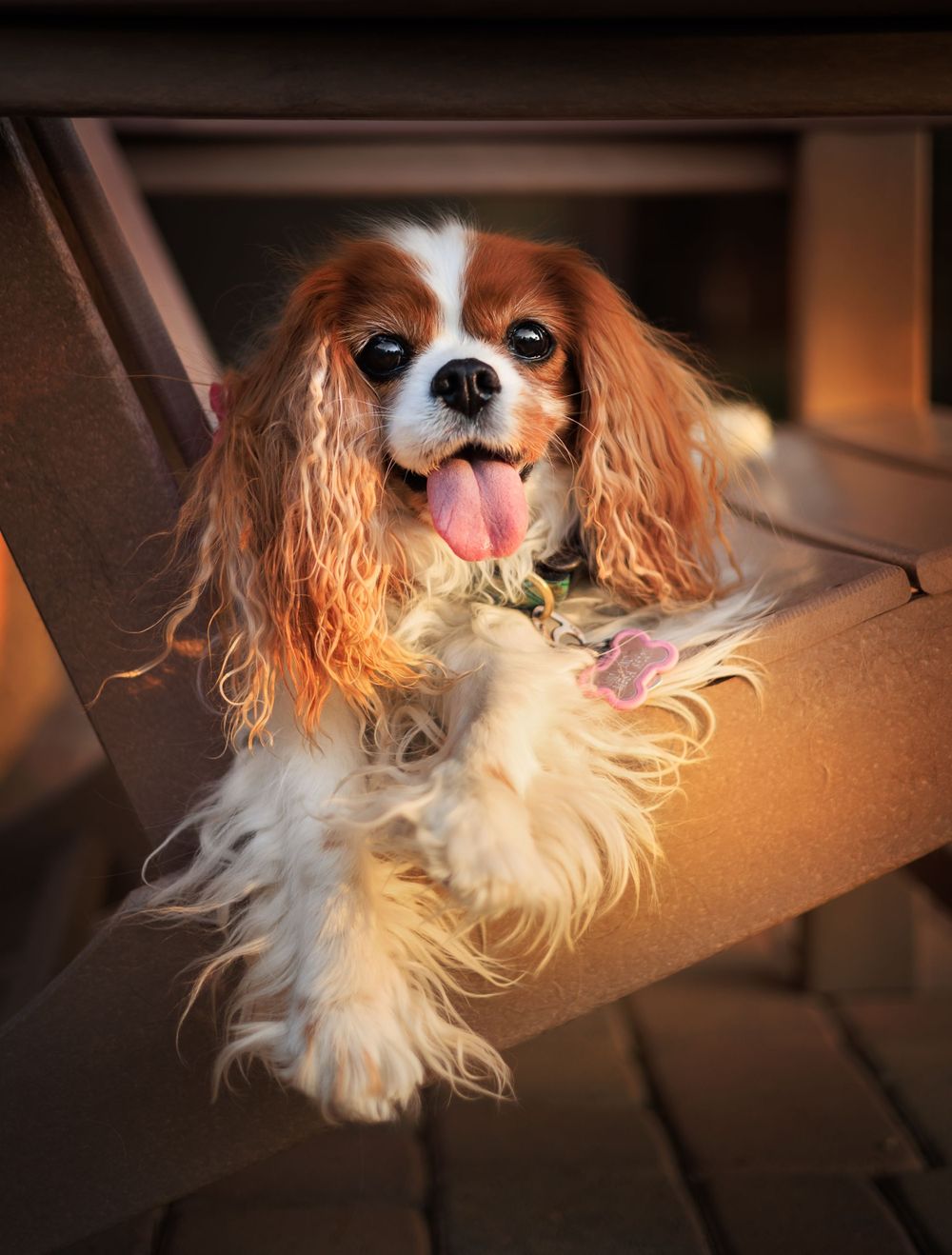Smiling panting cavalier posing on a deck chair at sunset