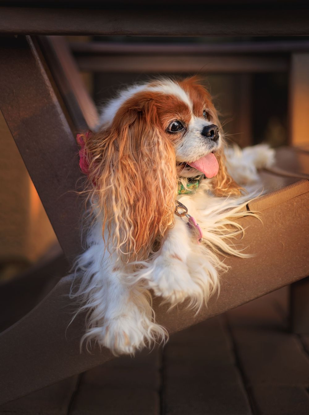 Blenheim cavalier king Charles spaniel looking at the setting sun