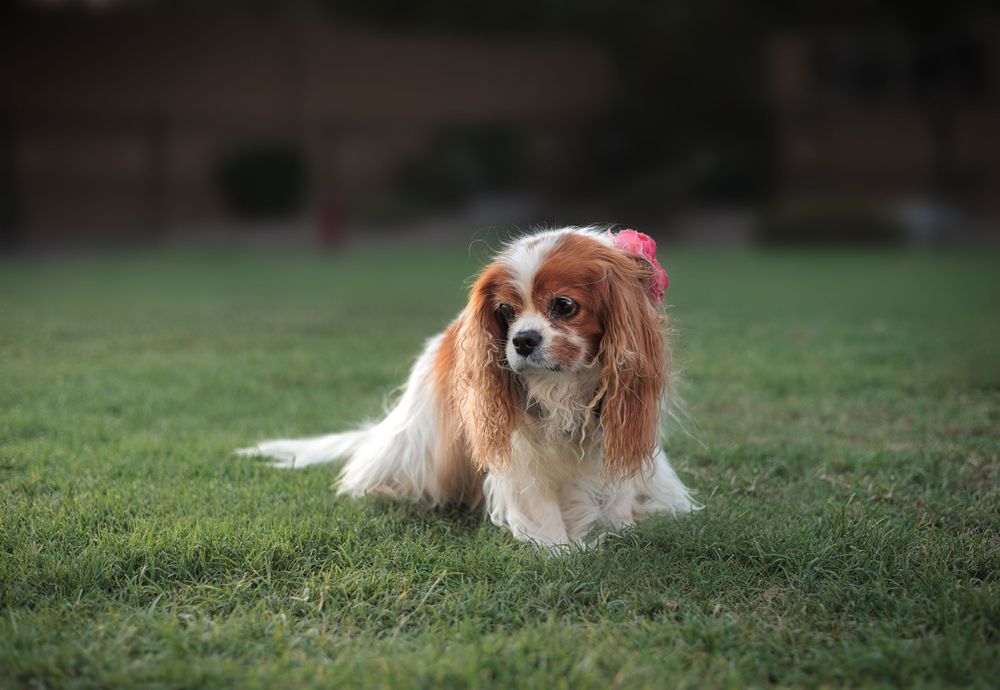Charlotte in a yard, edited to isolate her from background
