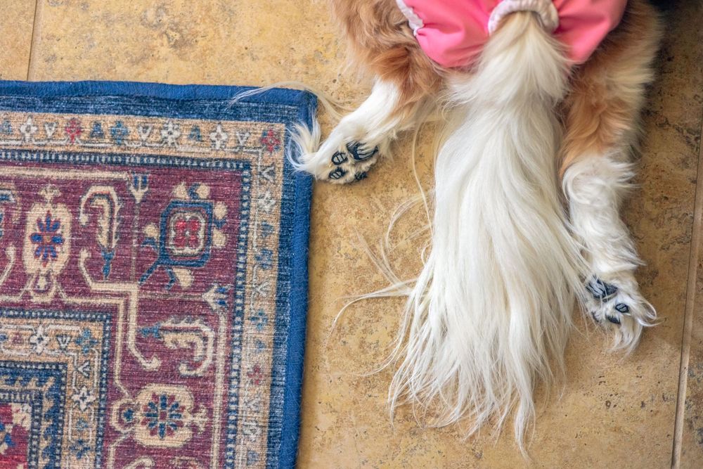 Anti slip stickers on toe pads to help an old dog walk better on tile.