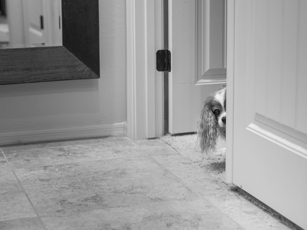 Charlotte the cavalier peeks around a door at the viewer