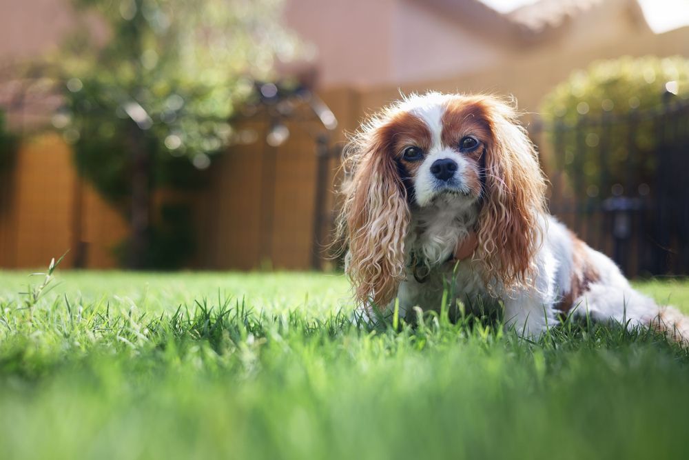 Blenheim cavalier in her grassy lawn late in the day