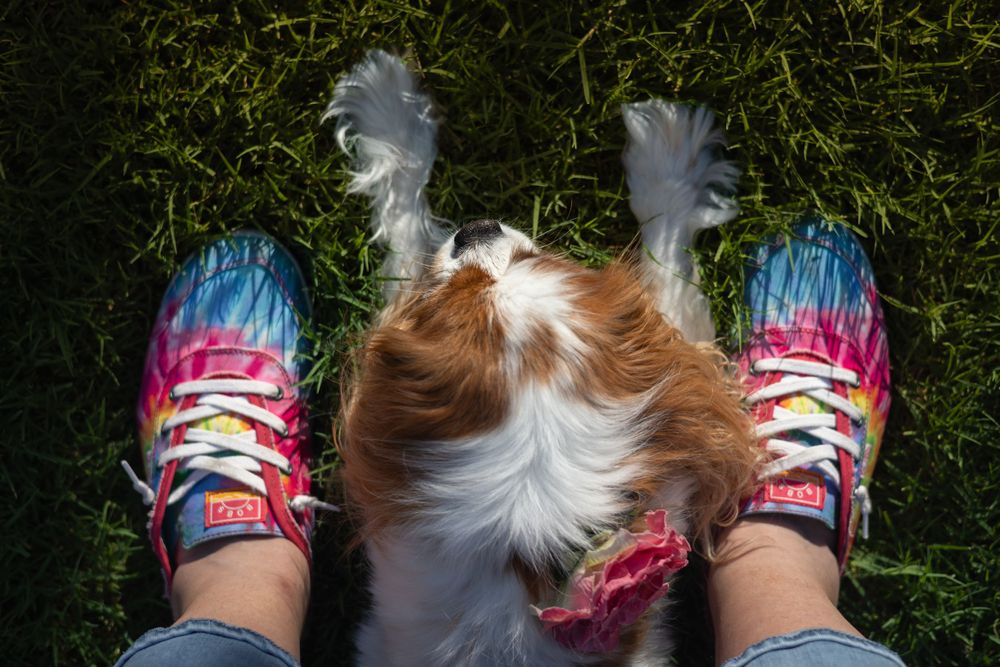 Always underfoot, Blenheim Cavalier laid down between owners feet.