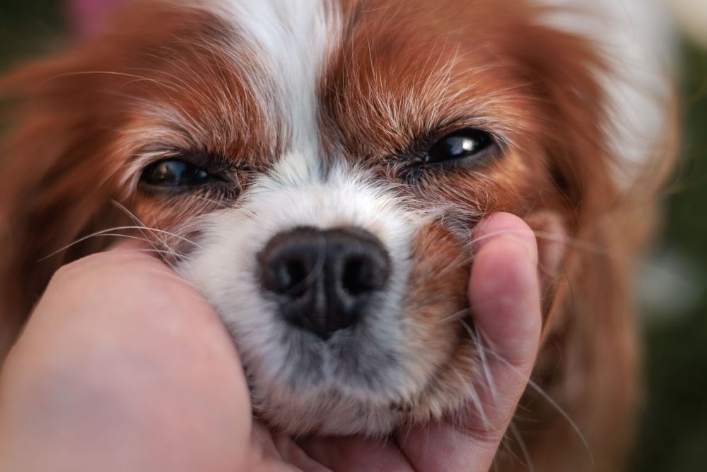 The nose-a hand holds the face of a Blenheim cavalier