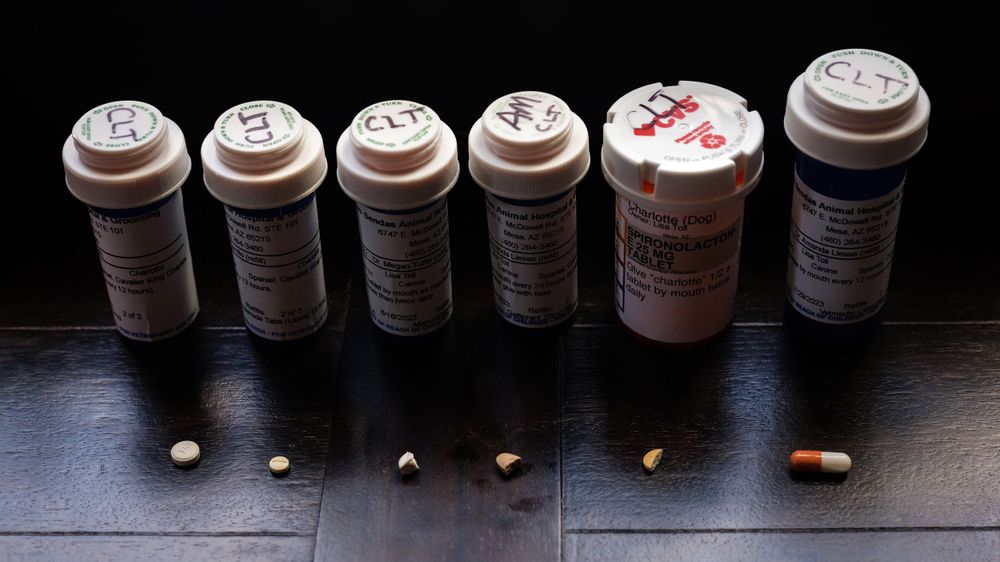 the line up of medicines an older dog in heart failure.