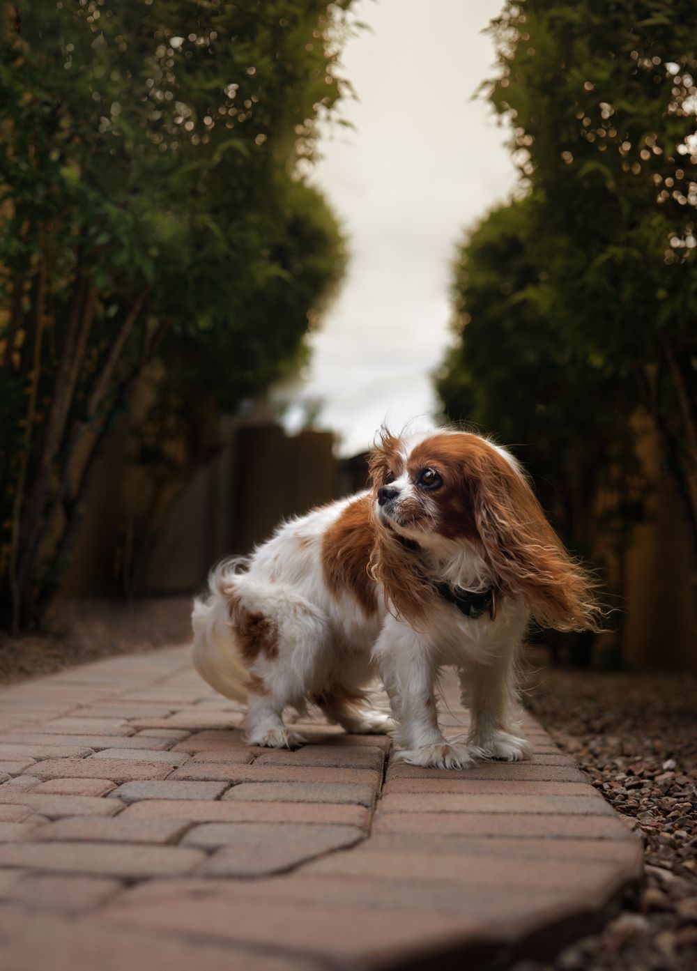 Blenheim cavalier King Charles spaniel