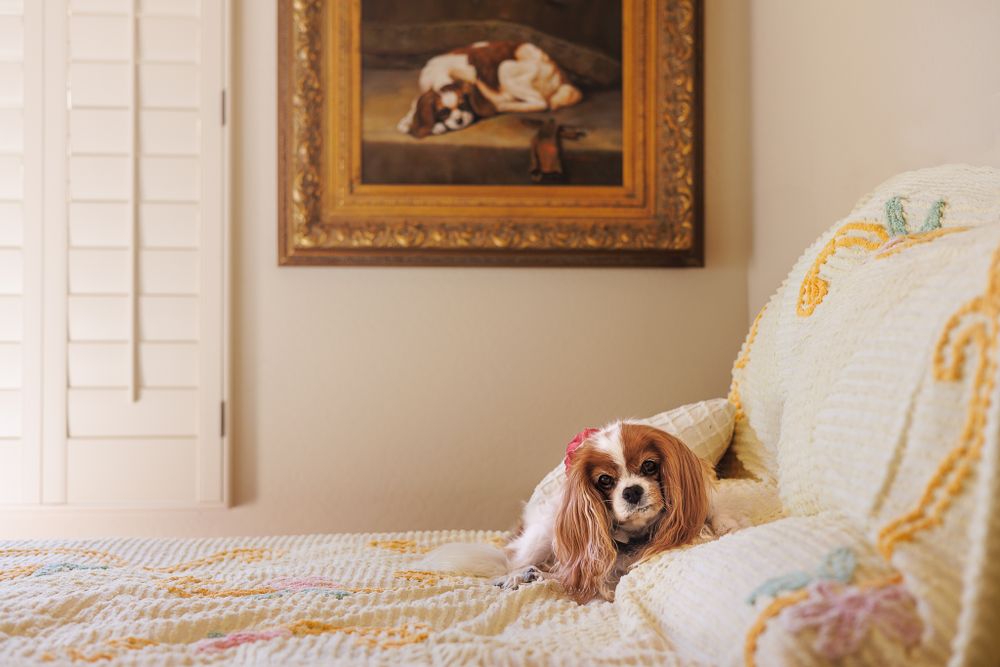 Blenheim painting, Blenheim dog.