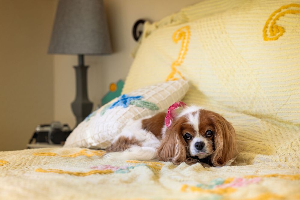 Blenheim Cavalier King Charles spaniel poses atop a bed covered with a yellow vintage chenille bedspread