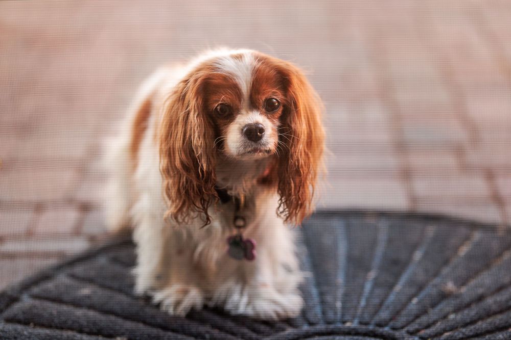 Charlotte outside and wants back in, looking through the screen door to see if the viewer is going to join her
