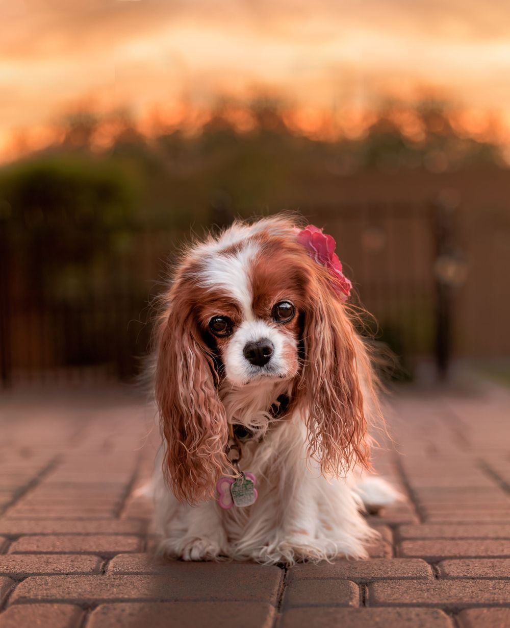 Blenheim Cavalier King Charles Spaniel in golden hour light