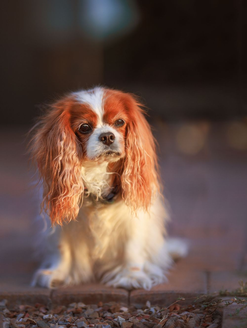 Blenheim Cavalier King Charles Spaniel in golden hour light