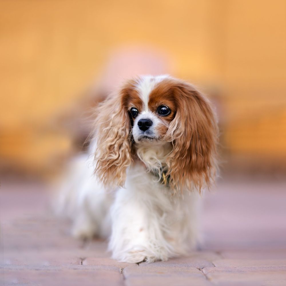 Golden hour light bathes a dreamy image of a Blenheim cavalier King Charles spaniel