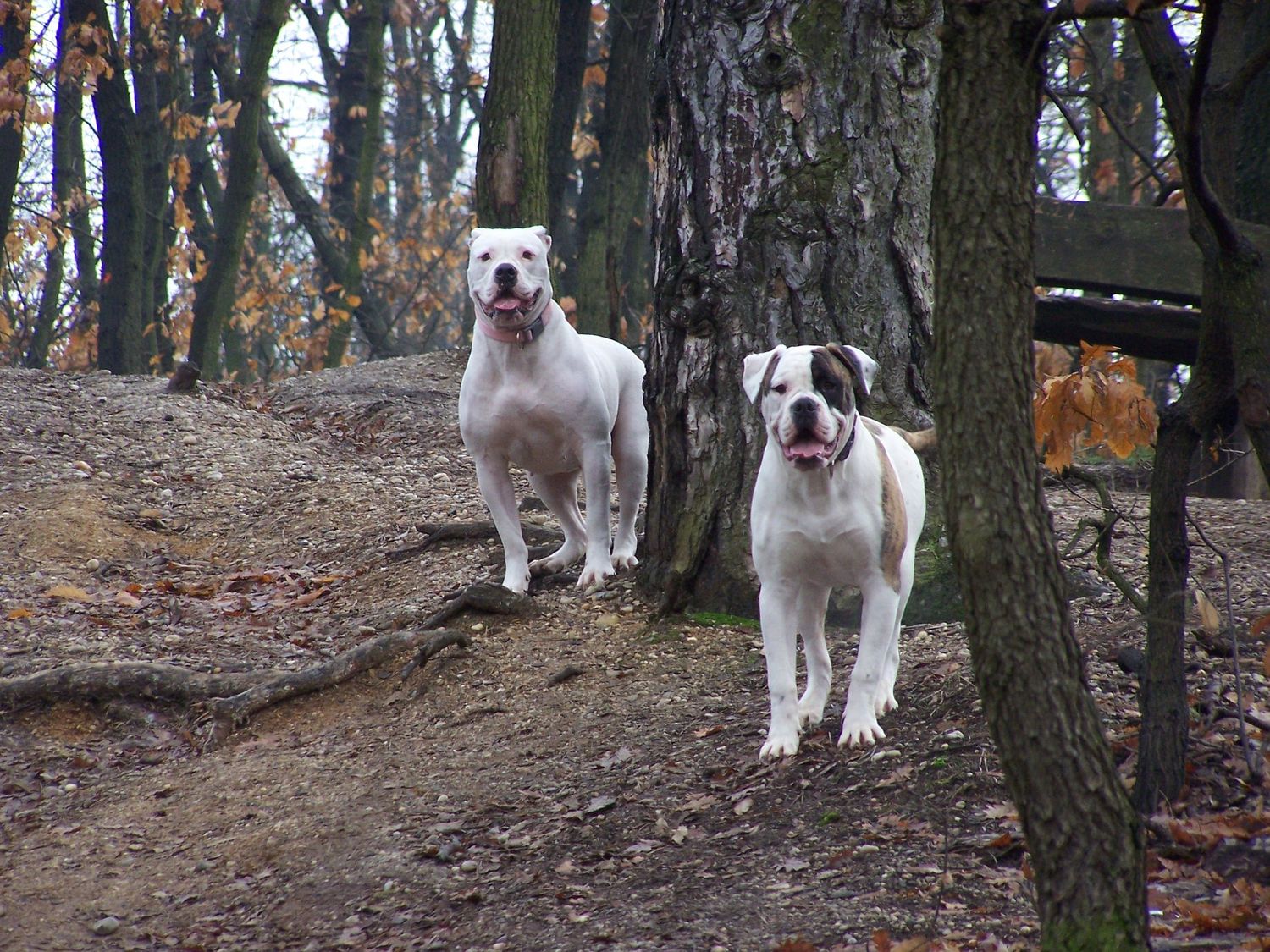 American Bulldogs dog photo kutyafoto kisallatfoto gbr gbrfoto