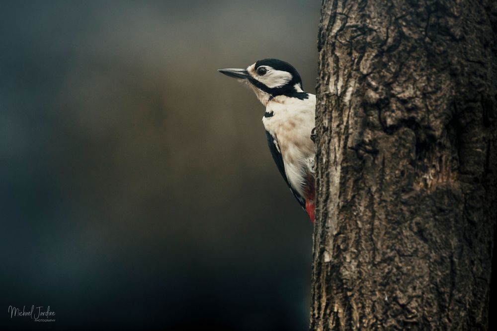 Great spotted woodpecker clinging to tree trunk bark in natural habitat.