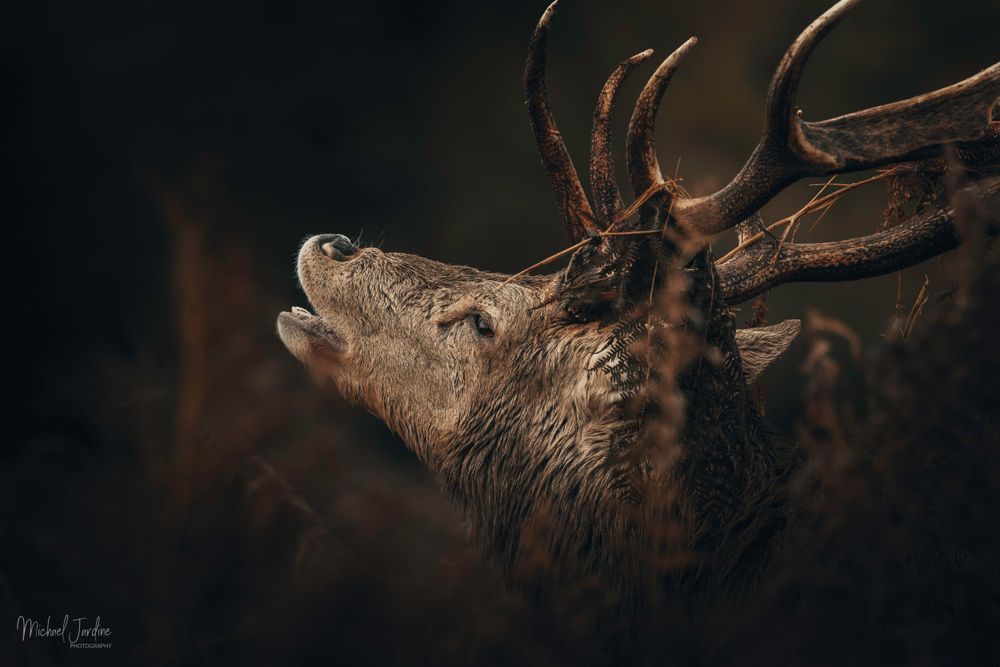 Close-up portrait of a majestic red deer stag with antlers looking upward against dark background.