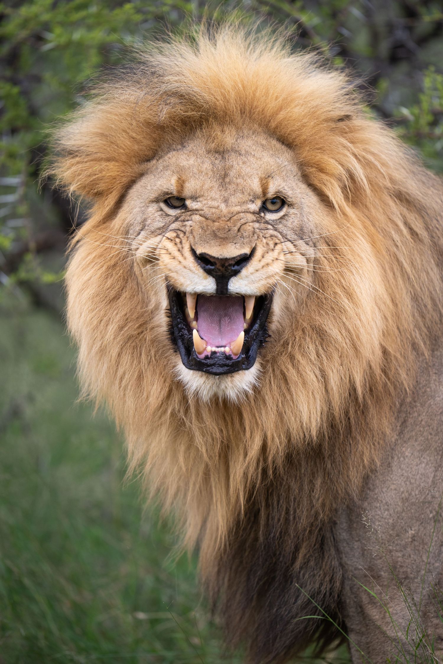 Progressive shots of a lion's facial expressions showing growing intensity.