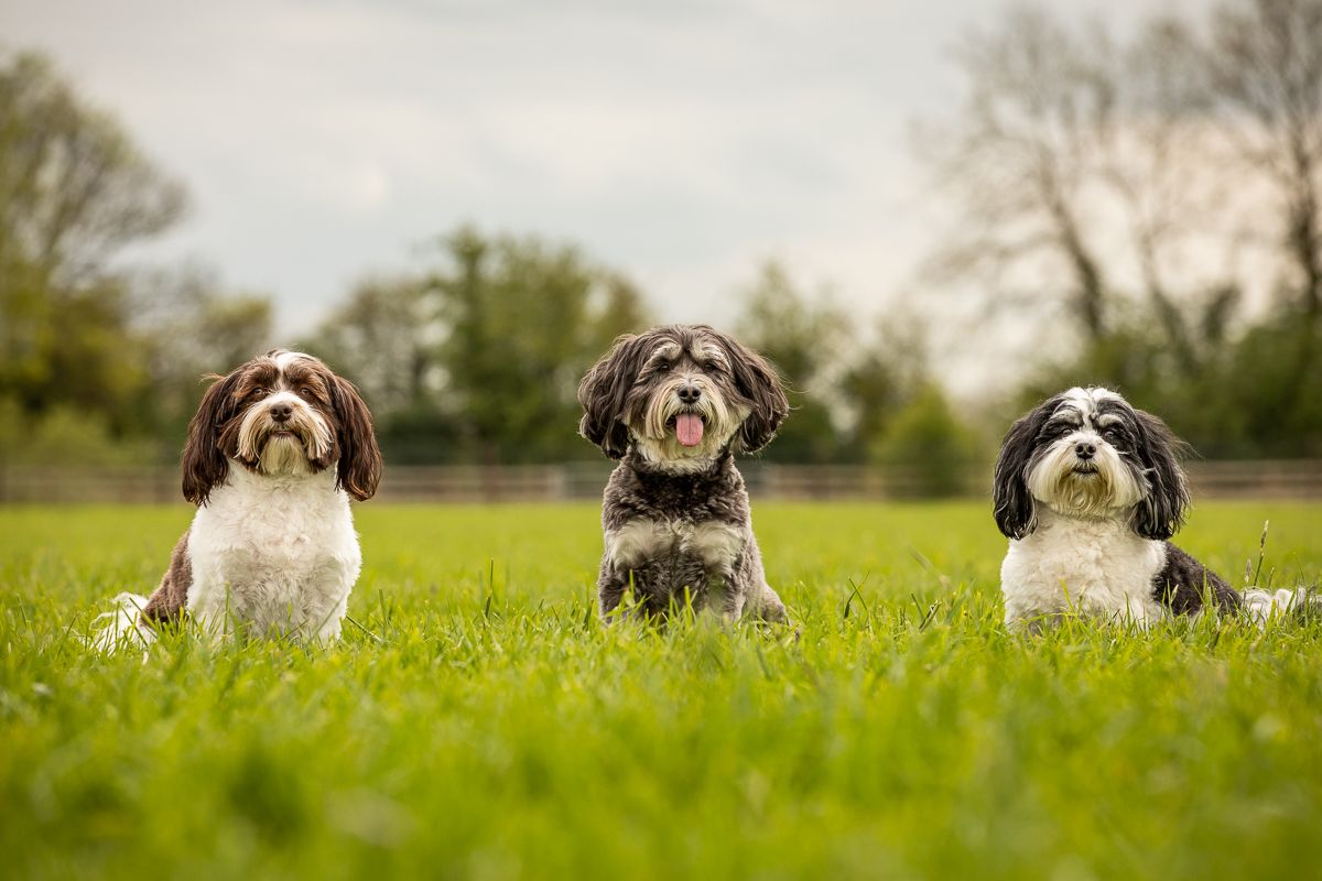 Three adorable mixed breed dogs sitting attentively in a row on green grass.