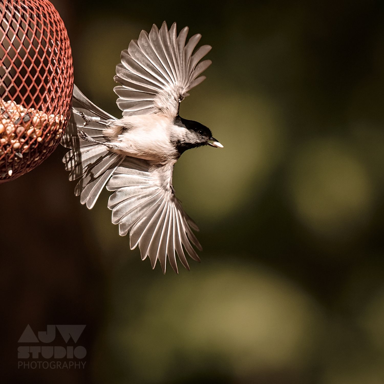 Bird flying away from feeder.