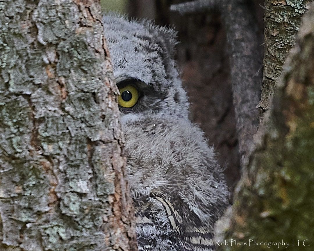 Juvenile Great Horned owl in pine tree peeking around branch