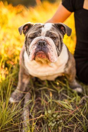 Close-up portrait of an English bulldog sitting in tall grass during golden hour.