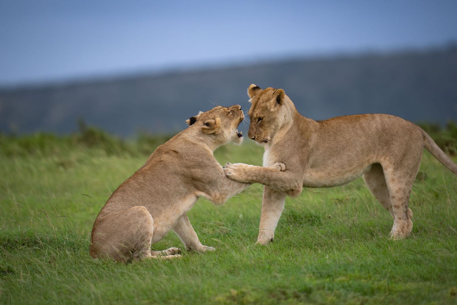 Lions resting and interacting on grassy savanna plains during golden hour.