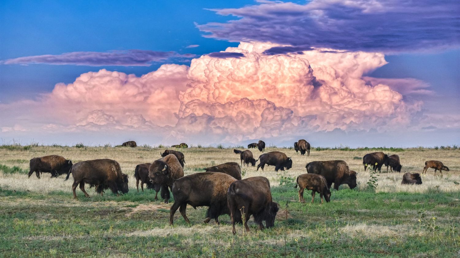 landscape and wildlife photo northern colorado