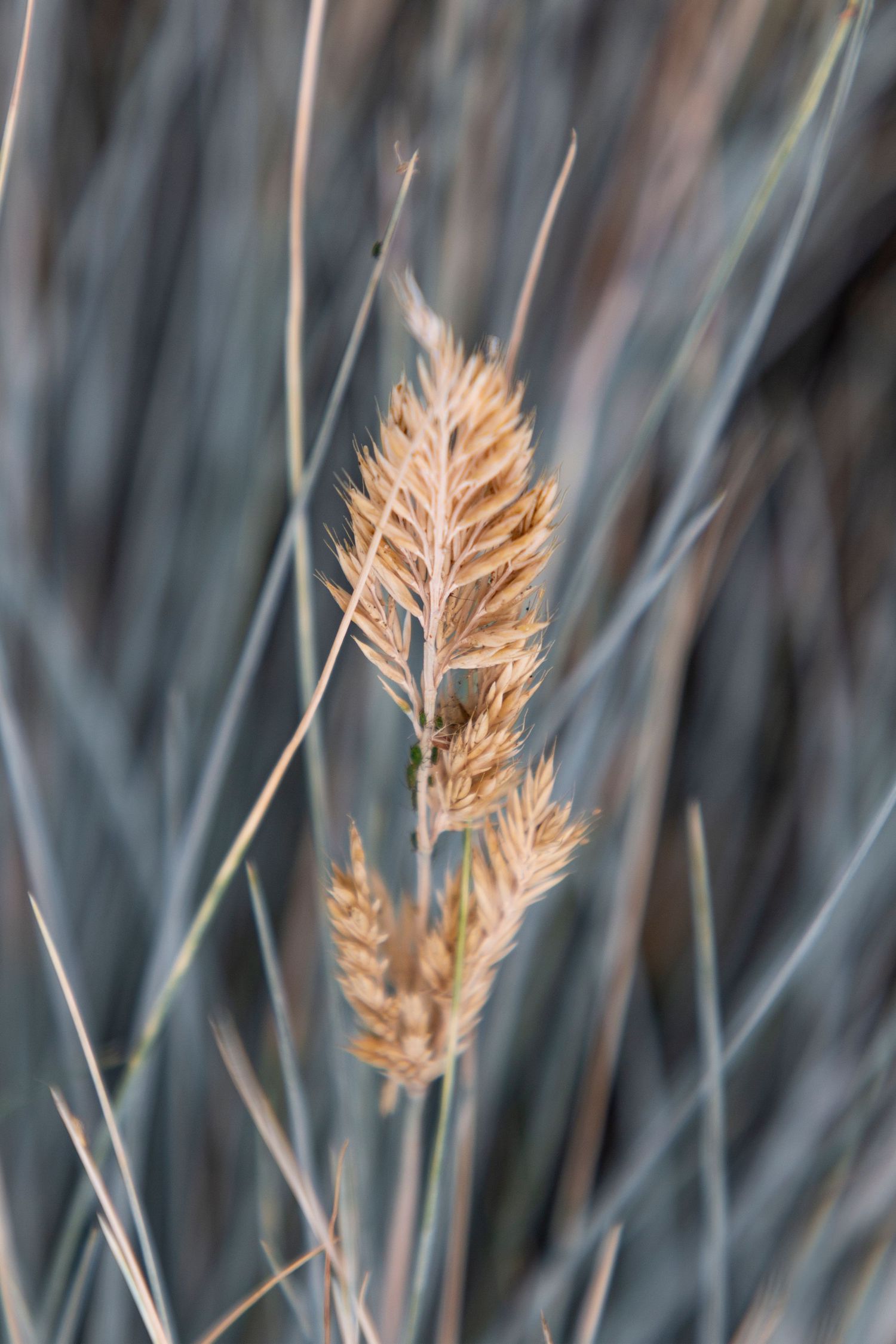 Golden native grass seed head stands out among silver-blue blades, gently lit in natural light.