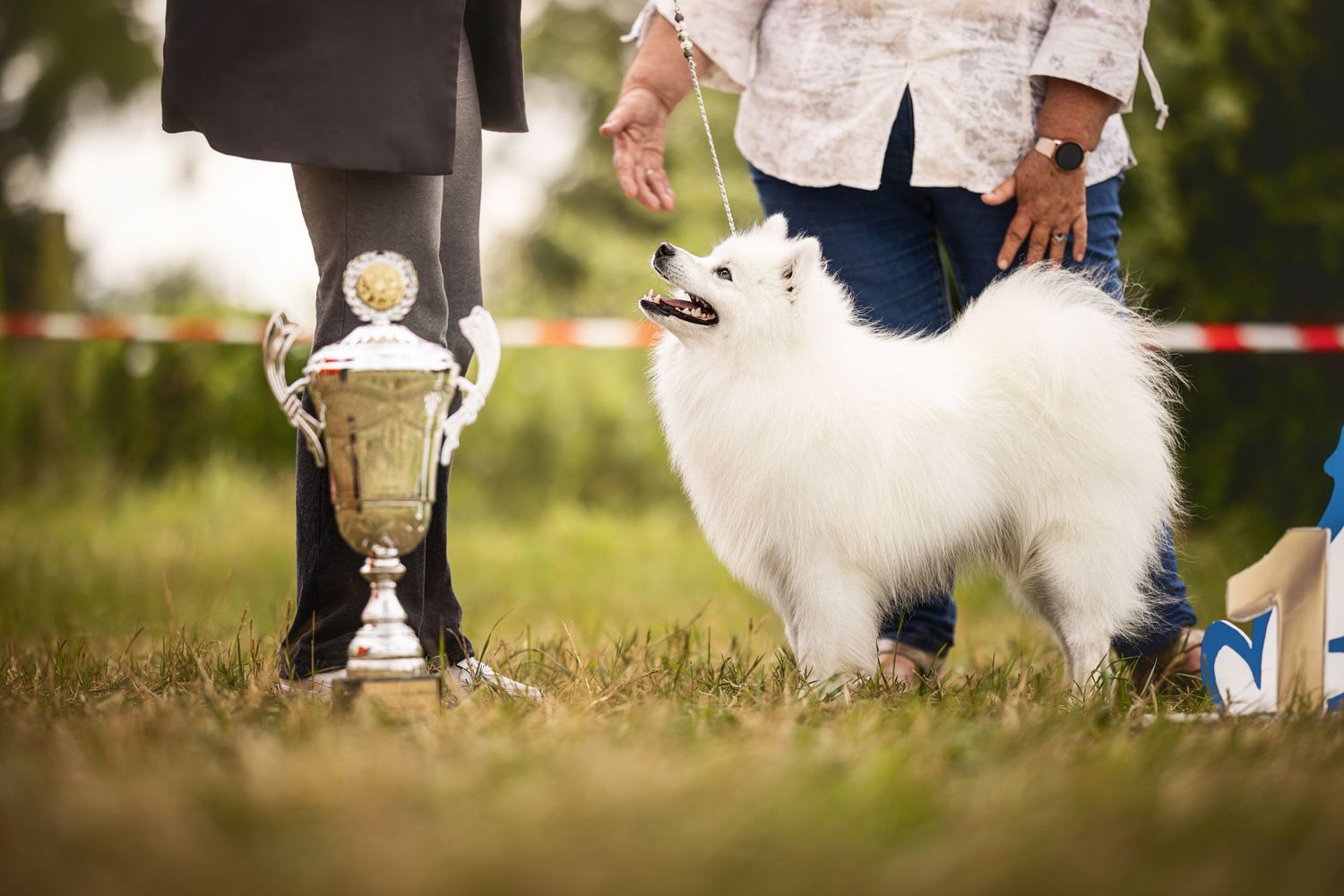 White show dog standing next to trophy at outdoor competition event.