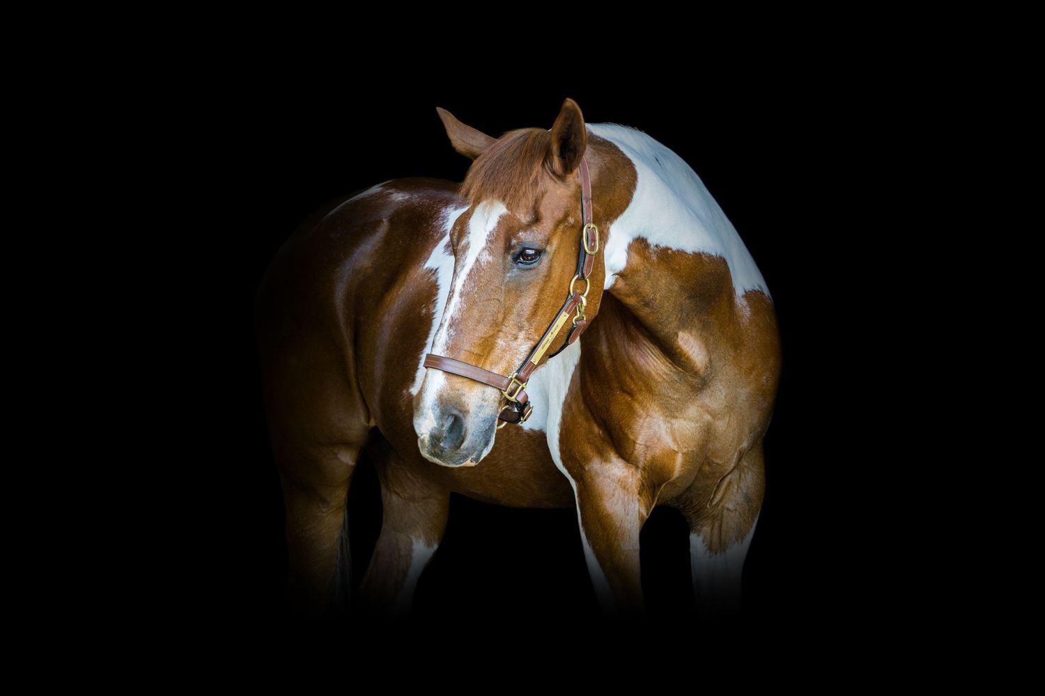 Equine photographer, Lehigh valley, black backgrounds, mo equine photography, horse and rider sessions, pet photography