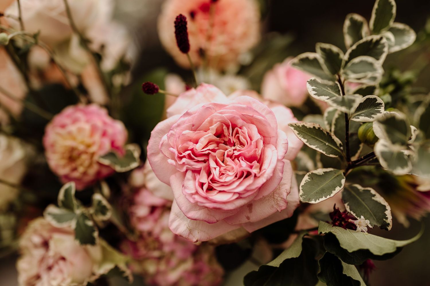 Close up of romantic pink garden roses with soft bokeh background.
