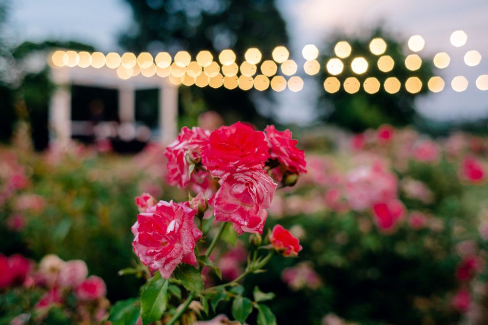 Pink roses blooming in a garden with soft bokeh lights in the background at dusk.