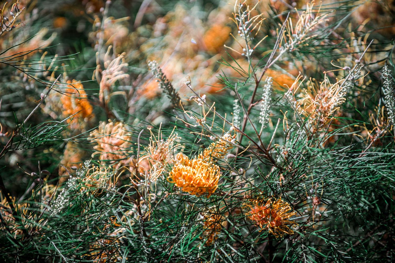 Close-up of orange wildflowers and green foliage in soft focus.