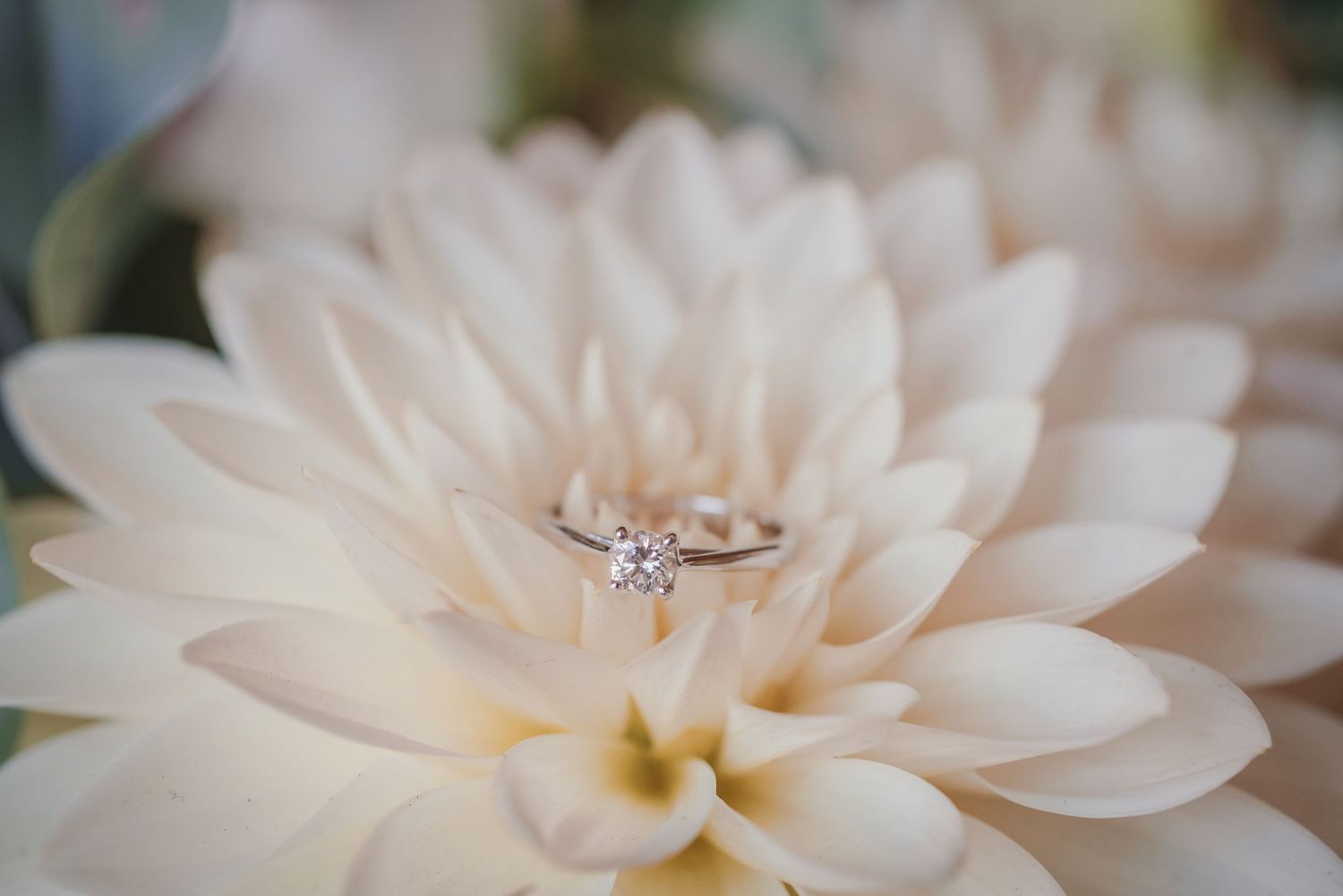 Diamond engagement ring nestled in the petals of a cream-colored dahlia flower.