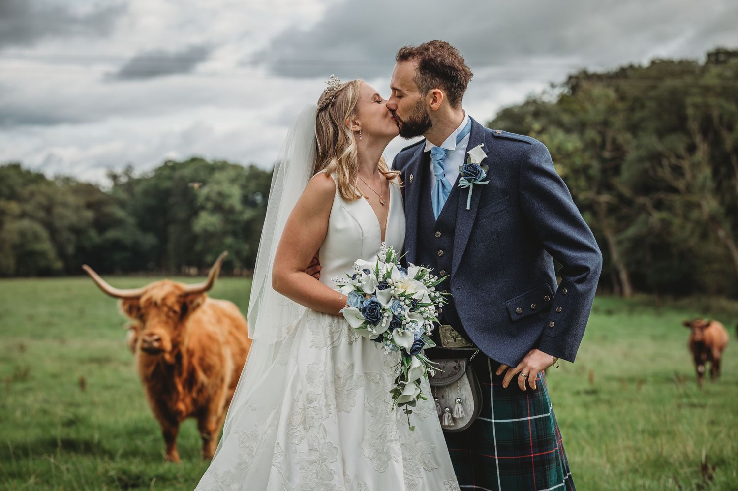 A Scottish wedding couple in formal attire share a romantic moment in a field with Highland cattle in the background.