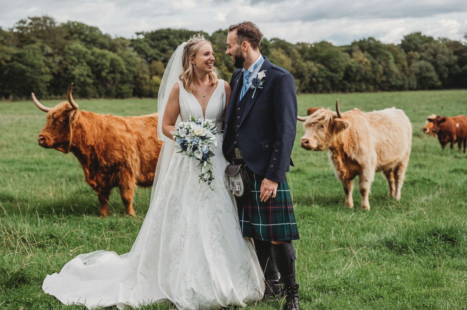 Wedding couple in traditional Scottish attire pose with Highland cattle in green field.