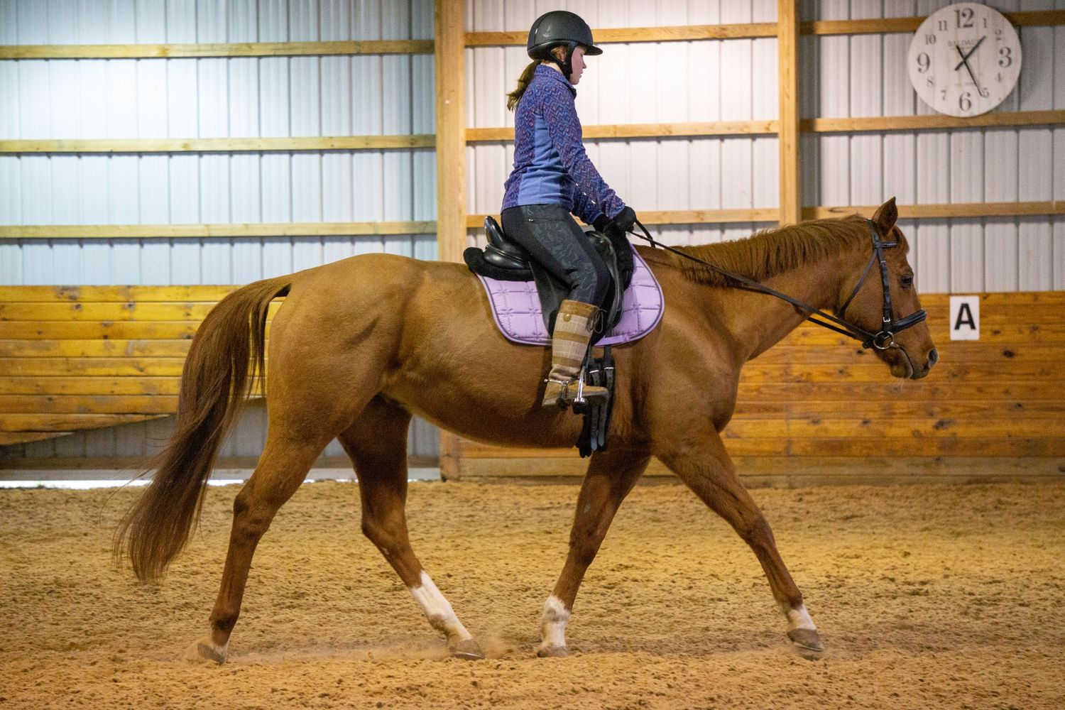 Equine photographer, Lehigh valley, black backgrounds, mo equine photography, horse and rider sessions, pet photography