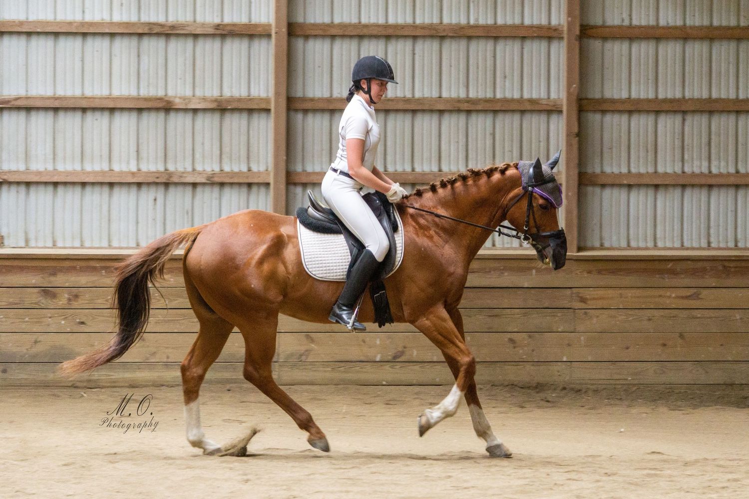Equine photographer, Lehigh valley, black backgrounds, mo equine photography, horse and rider sessions, pet photography