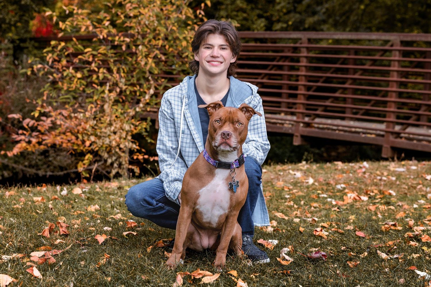Person sitting with friendly brown pit bull dog on grass covered in fallen autumn leaves.