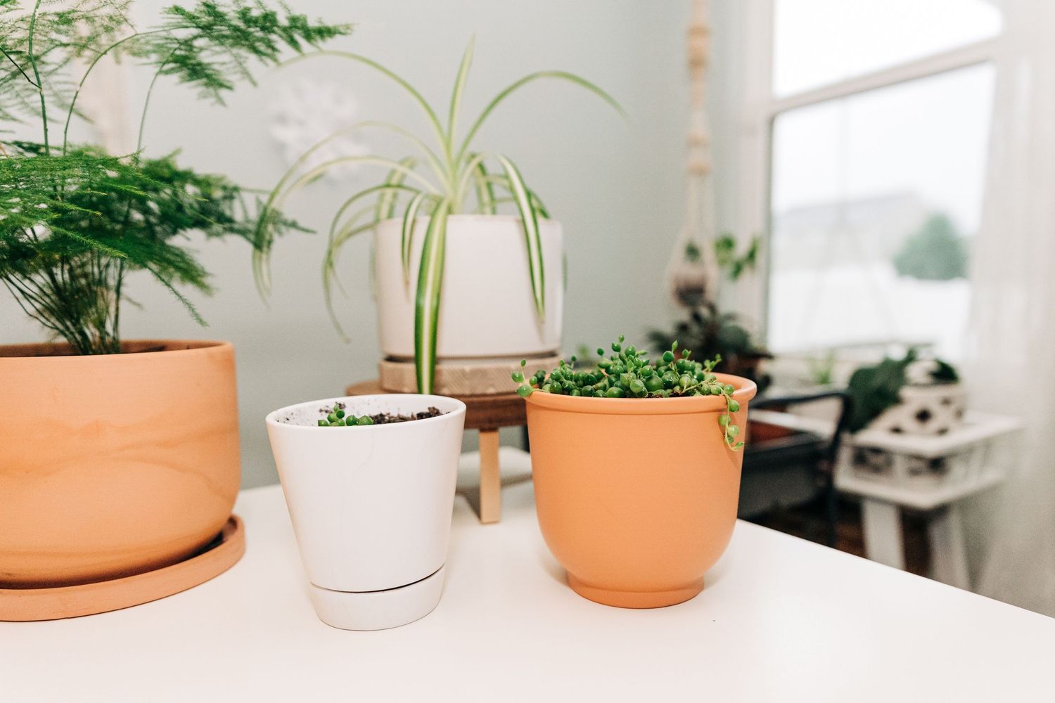 house plants on white table