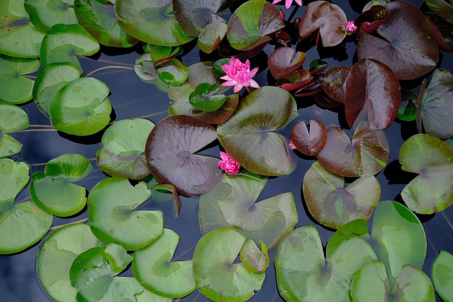 large group of lily pads and a magenta hard lily flower